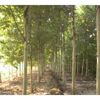 法桐2011最新--專業(yè)種植法桐、綠化法桐，速生法國(guó)梧桐，國(guó)槐、黃