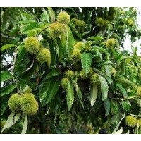 大量批發(fā)紅油香椿苗500萬！側柏苗500萬！