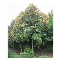 供應(yīng)廣玉蘭 白玉蘭 紅玉蘭 各種規(guī)格