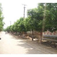 供應(yīng)山東國槐 法桐 合歡 千頭椿 碧桃 紅葉李等
