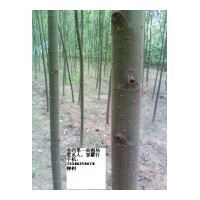 供國槐，千頭椿，臭椿，法桐，合歡，白蠟，速生柳，毛白楊