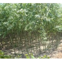 本公司苗木基地，各種規(guī)格，約500萬(wàn)株