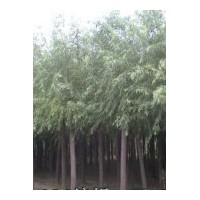 供應(yīng)速生柳、河北速生柳，竹柳、旱柳