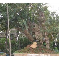 供應(yīng)紫薇 大葉女貞 大葉黃楊、小葉黃楊、金邊黃楊、紅葉小波