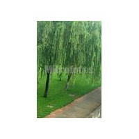 供應(yīng)國(guó)槐 法桐 垂柳 大葉女貞、紫葉李、馬褂木等