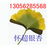 供應(yīng)銀杏樹信息