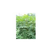 供花椒苗、刺槐苗、側(cè)柏苗、紫穗槐、黃連木
