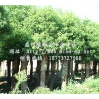 移植骨架香樟（10公分-20公分-30公分-40公分-50公分-60公分-70公