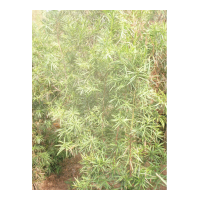 低價出售2——4公分羅漢松