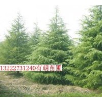 出售南京雪松