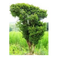 學(xué)棟苗圃--供應(yīng)紫荊，櫻花，黃楊，香花槐，青垂柳等
