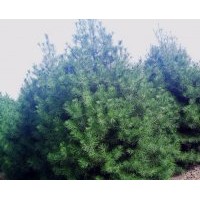 白皮松/油松/華山松/黑松/側(cè)柏/紫穗槐