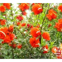 白蠟法桐女貞國(guó)槐花石榴垂柳海棠饅頭柳紫荊紫薇桃樹(shù)