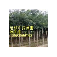 山西出售低價(jià)8-15公分國(guó)槐國(guó)槐