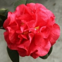 大量銷售美國貝拉、紫貝拉、四季紅山茶、六角大紅、紅露珍