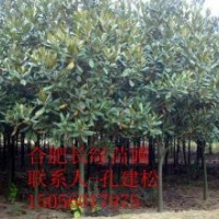長年供應(yīng)各種苗木廣玉蘭、紅楓、櫻花、小苗品種齊全、價(jià)格合理