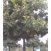 廣玉蘭