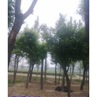了解最新國槐價格/成活率高/山東苗圃基地