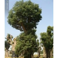 出售香樟，香泡，桂花，楊梅，山茶等