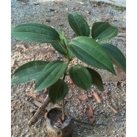 供應(yīng)綠化小苗:紫檀苗，黃花梨苗，紅豆杉苗,綠化種苗
