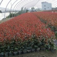 紅葉石楠