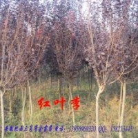 甩賣！紅葉李、地經(jīng)3-5公分量大