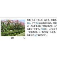 紫薇出售