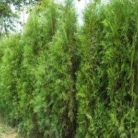 苗木供應(yīng)：金葉榆，龍爪槐，刺槐，香花槐，金枝國槐，法桐