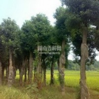 供應(yīng)精品香樟樹(shù)大苗