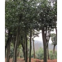 湖北宜昌三峽鑫林苗圃低價供應(yīng)8公分以上全冠、移植紅果冬青