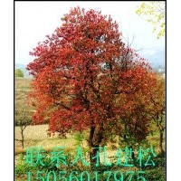 合肥長綠苗圃長年供應(yīng)各種規(guī)格烏桕