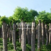 湖南精品欒樹(shù)-益陽(yáng)綠波園林