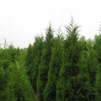 供應(yīng)蜀檜價(jià)格蜀檜批發(fā) 蜀檜基地 蜀檜熱銷中