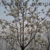 供應(yīng)雪松。紅葉石楠。大葉女貞。馬褂木。紫花泡桐