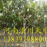 枇杷，枇杷樹