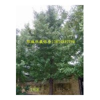 出售銀杏樹 銀杏盆景 規(guī)格齊全