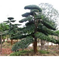 出售桂花、紅花繼木、春、夏杜鵑、金葉汝貞，四季桂、香樟、廣玉