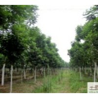 成都低價藍花楹5-7公分