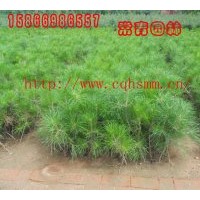 出售油松樹苗