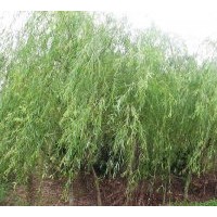 長期出售優(yōu)質(zhì)垂柳