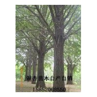 供應(yīng)江蘇實生白果樹 嫁接白果樹 實生銀杏樹 嫁接銀杏樹