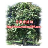 供應(yīng)綠化苗木青桐