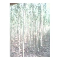 長年供應(yīng)新疆楊、漳河柳垂柳、國槐、油松、支撐桿