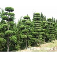 2011年最新龍柏供應(yīng)！！