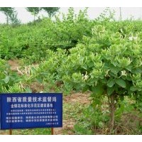 供應金銀花 金銀花苗 樹形金銀花