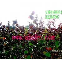 供應(yīng)彩葉樹種全紅楊