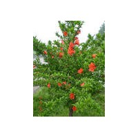 供應(yīng)牡丹石榴、千層芍藥