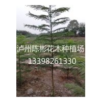 供應(yīng)1公分藍(lán)花楹，藍(lán)花楹米徑1公分