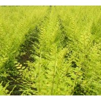 供叢生金葉榆 貼梗海棠，曼海姆月季、豐花月季、金瑪麗月季、紅