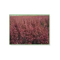 供應(yīng)紫葉李，紅葉李，香花槐，黃金槐，紫穗槐，榆樹